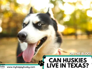 are huskies killers