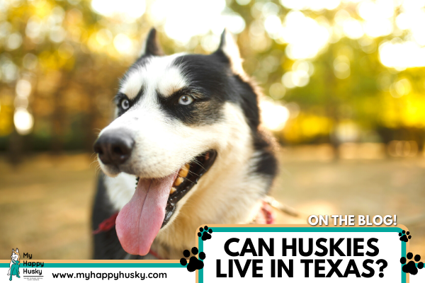 how to take care of a husky in texas