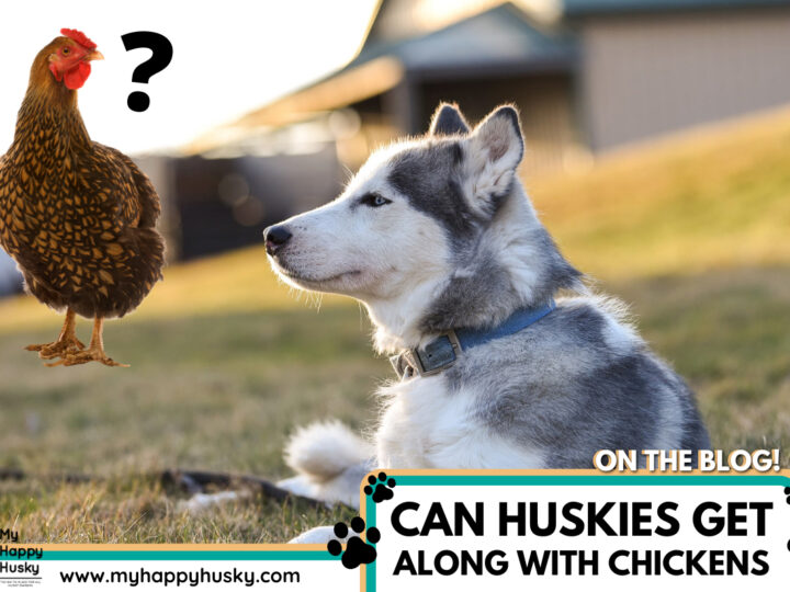 Can Huskies Get Along With Chickens? (Explained)