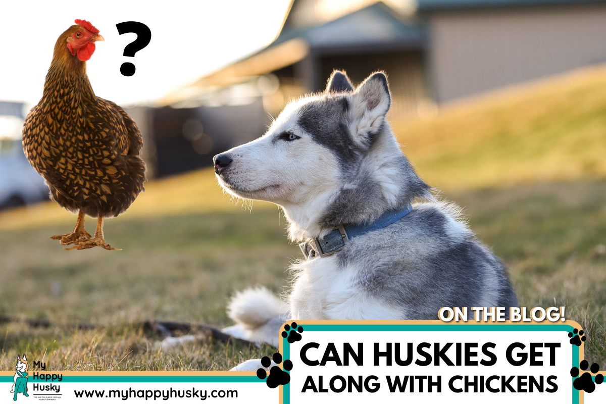 husky-get-along-with-chicken