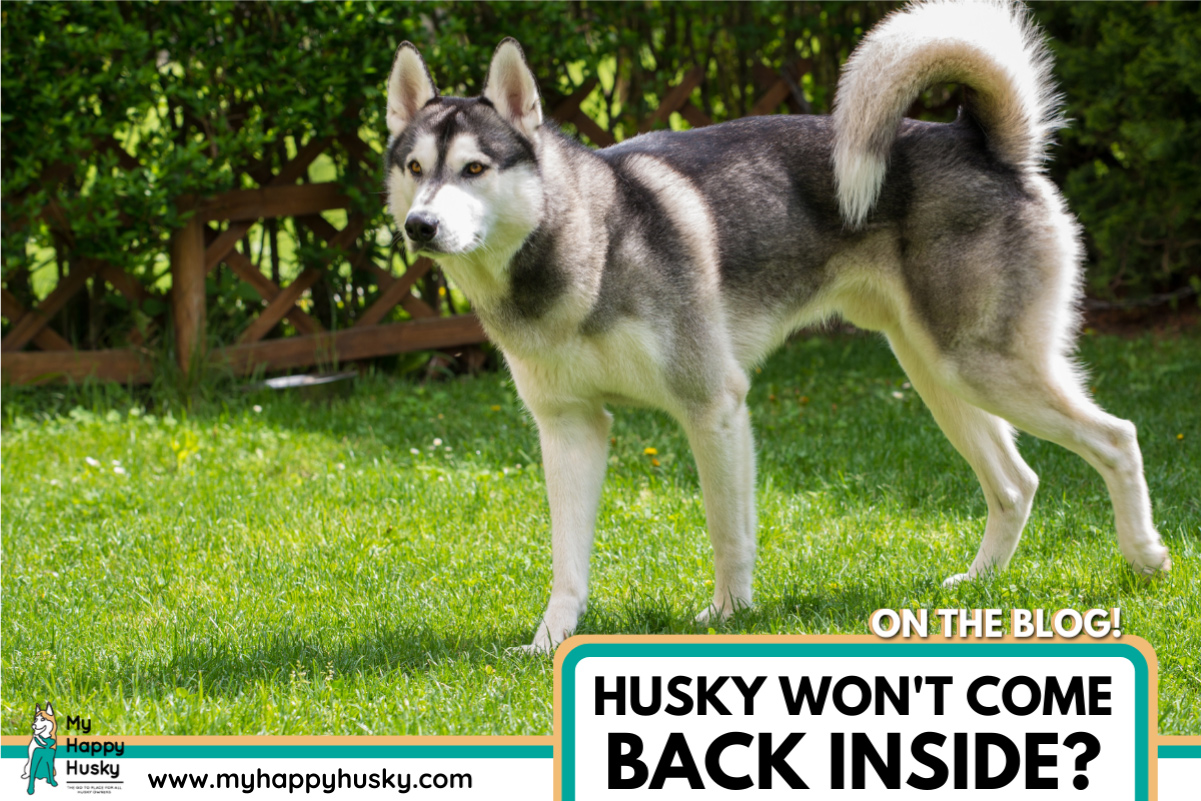 why-wont-my-husky-come-back-inside