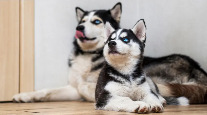 The Best Food For a Husky With a Sensitive Stomach My Happy Husky