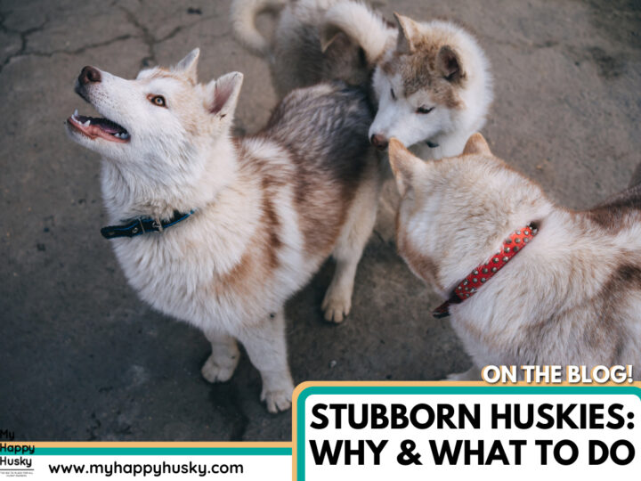 stubborn husky