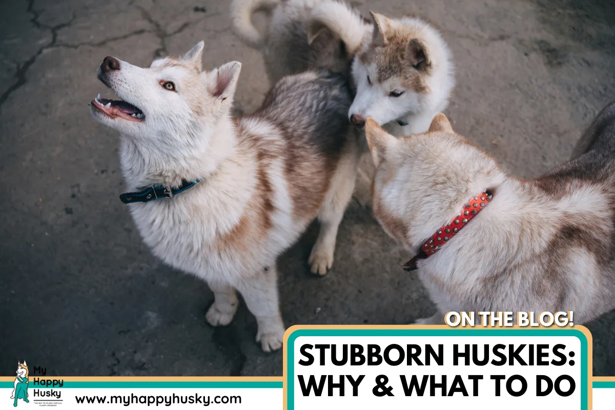 stubborn husky