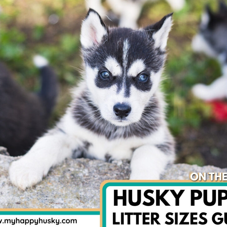 top 93+ Pictures how many husky puppies are in a litter Stunning