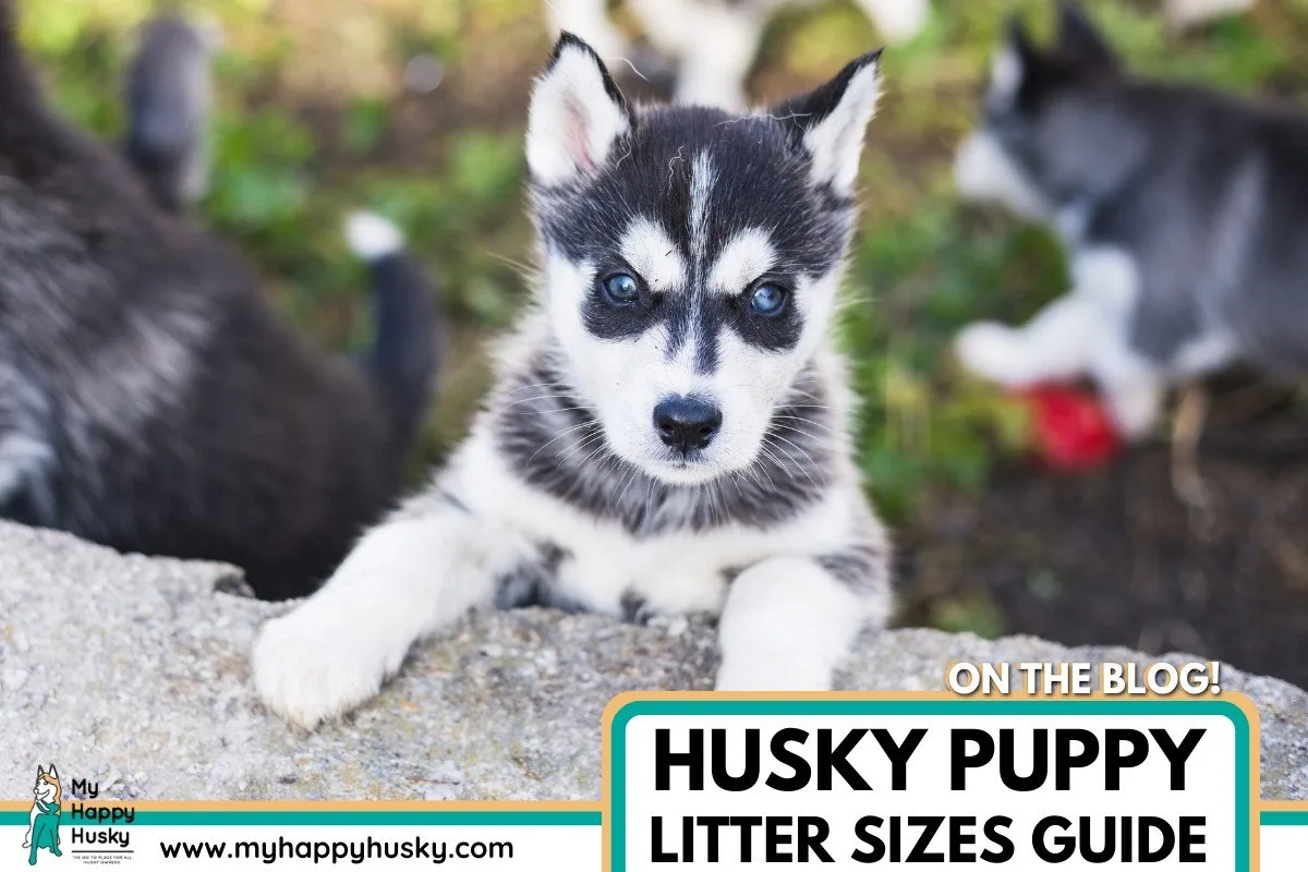 husky puppy litter