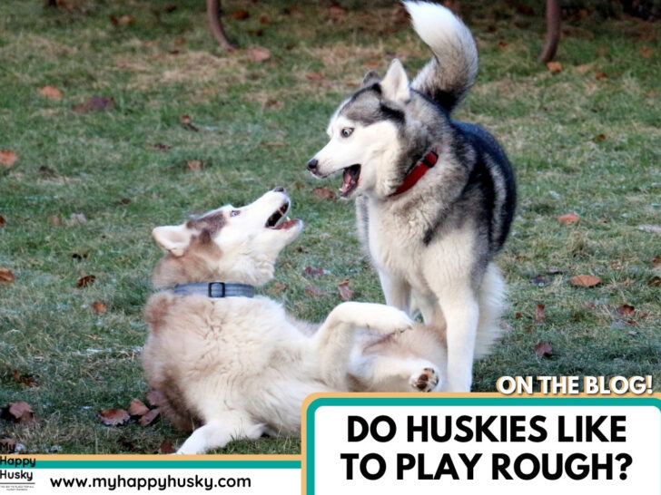 Do Huskies Play Rough? (Husky Rough Play Explained)