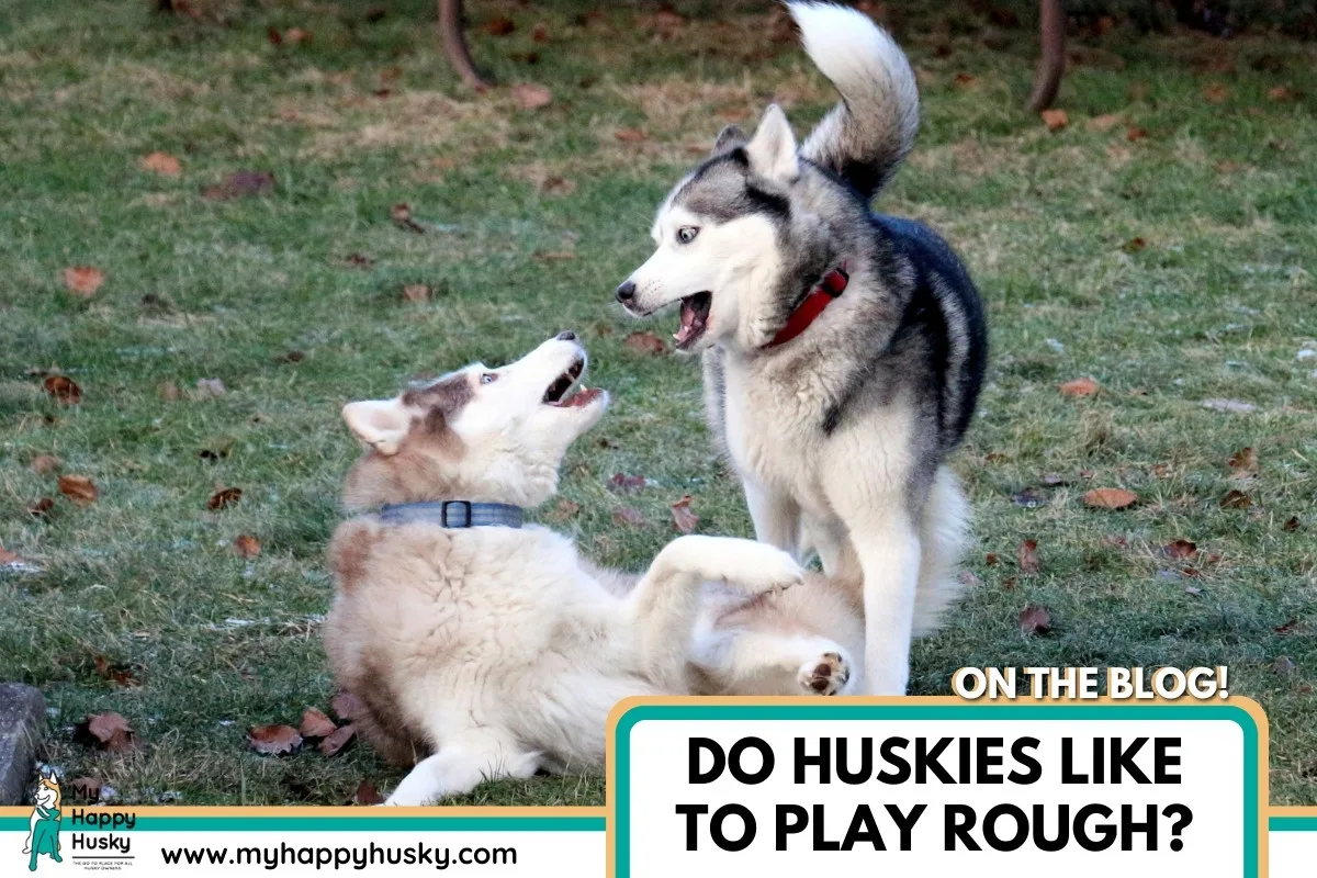 do huskies play rough