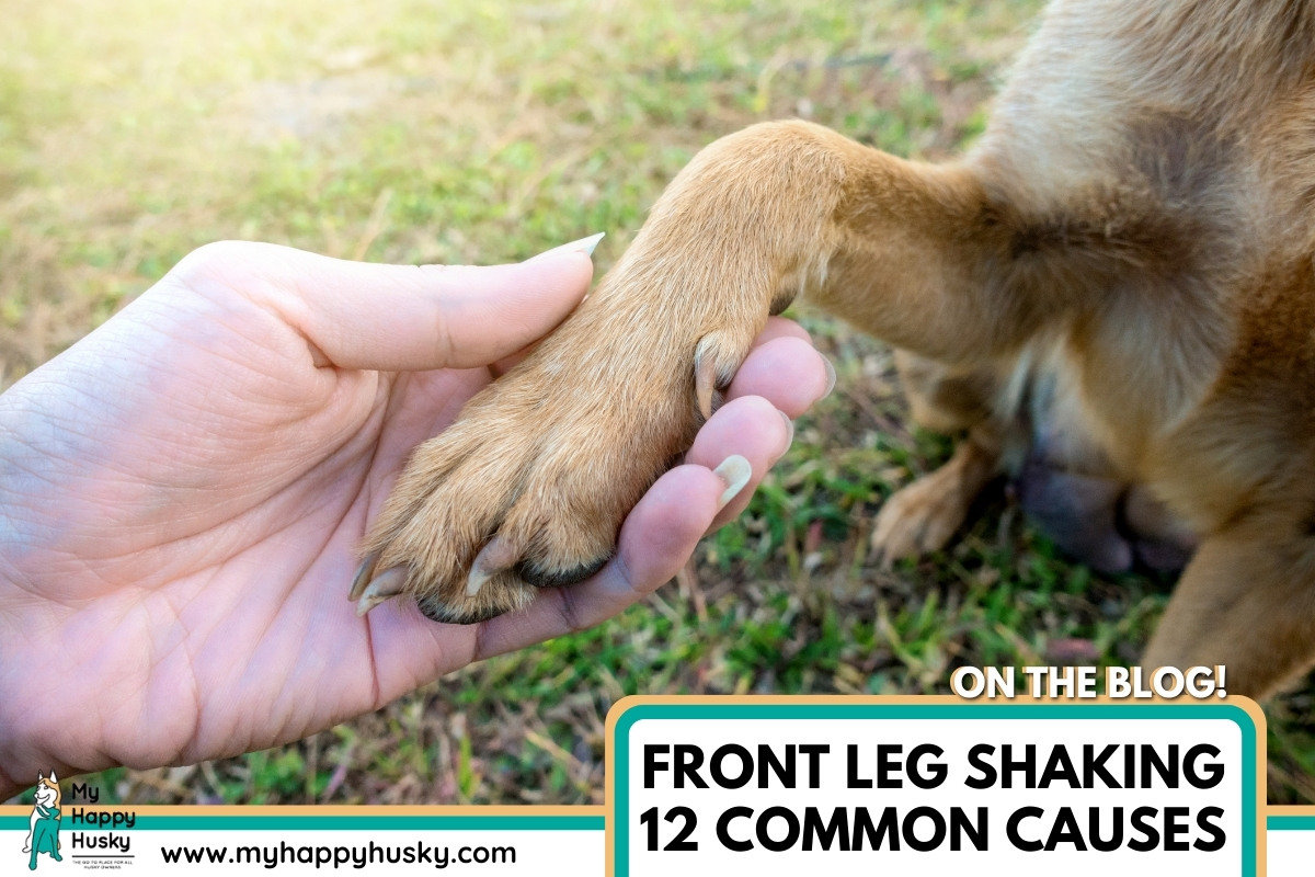 dog front leg shaking