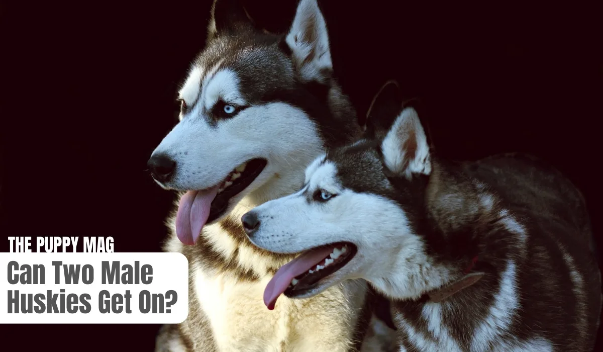 two male huskies