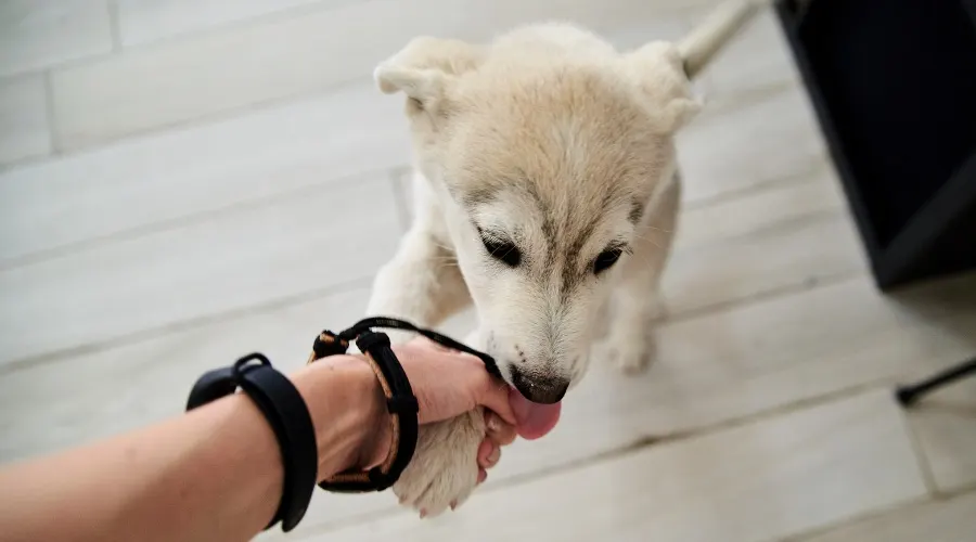 first time husky owner