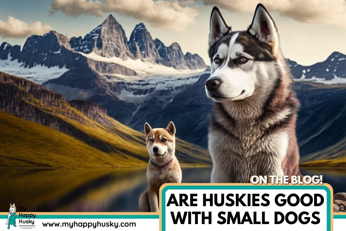 Are Huskies Good With Small Dogs? (Important Advice) My Happy Husky