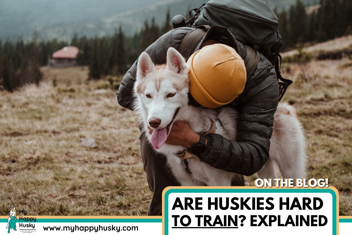 are huskies hard to train
