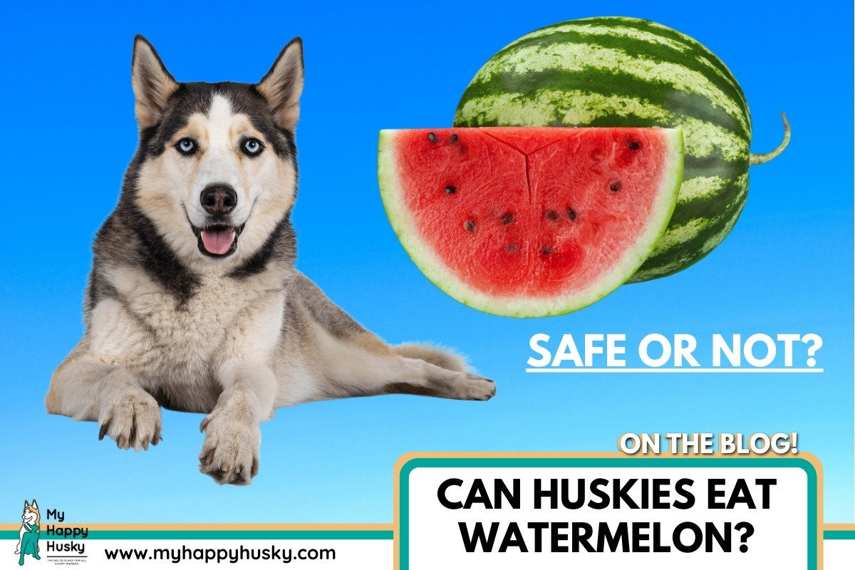 can huskies eat watermelon (1)