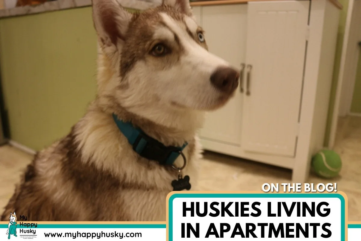 huskies in apartments
