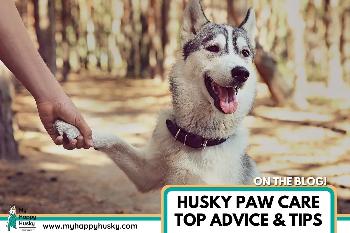 husky paw care