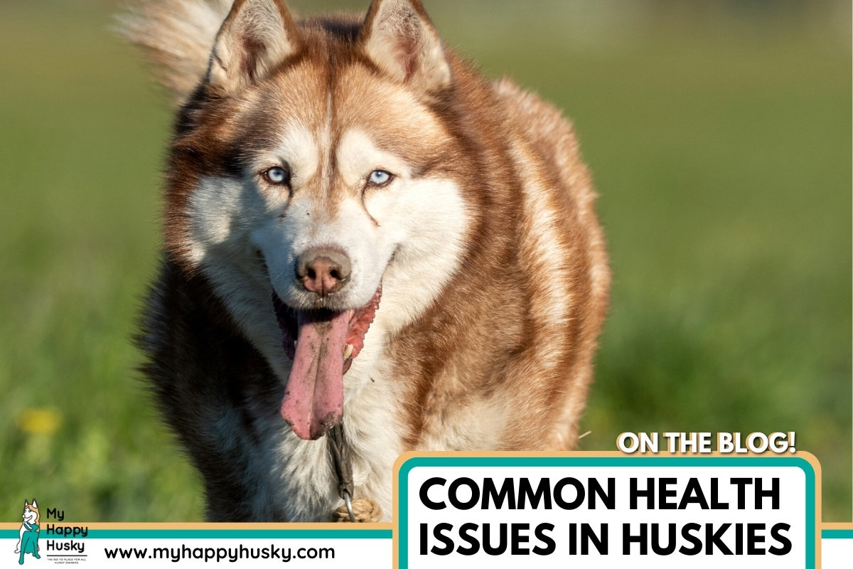 what health issues are huskies prone to