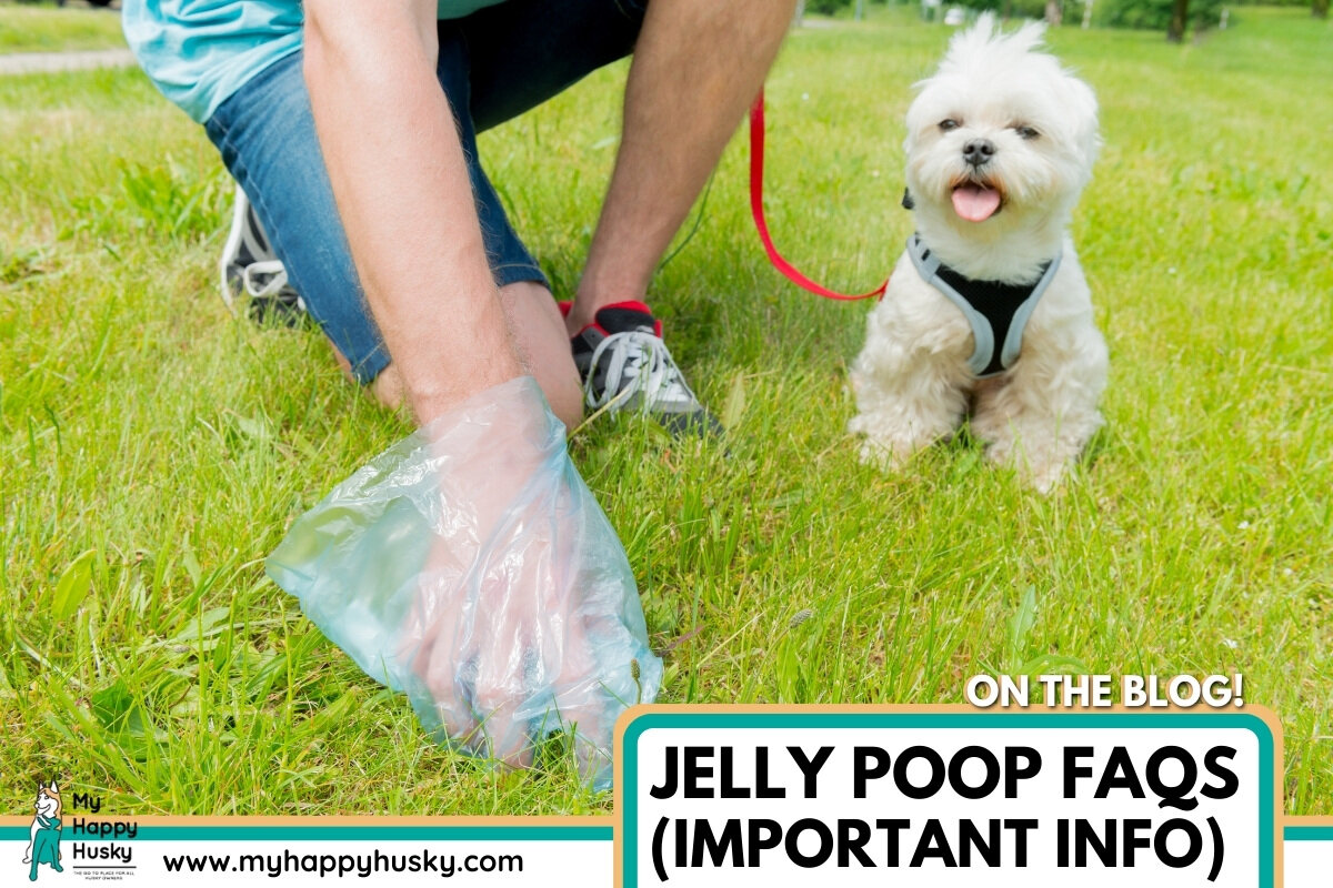 dog poop like jelly