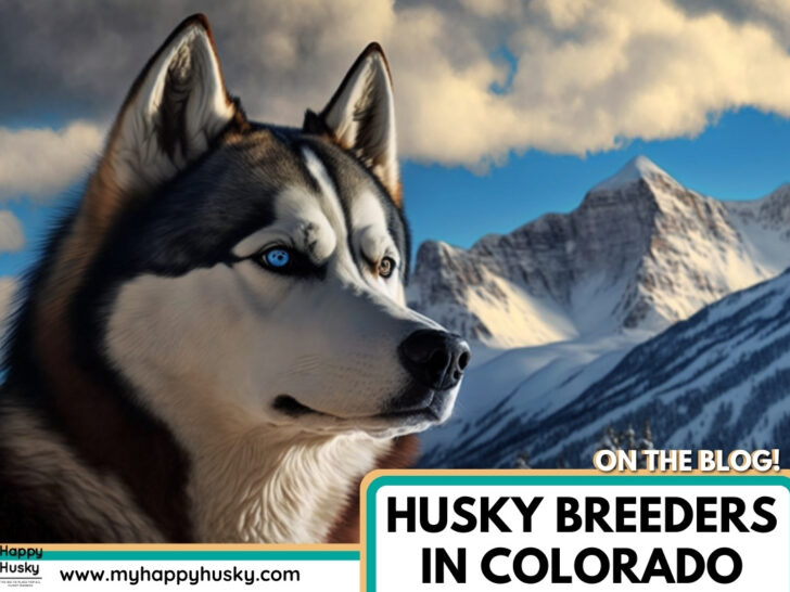 husky breeders in colorado