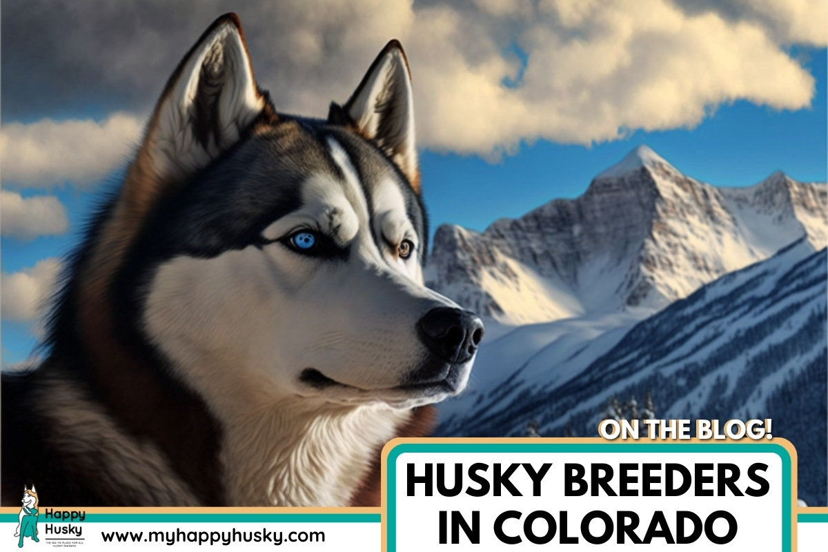 husky breeders in colorado