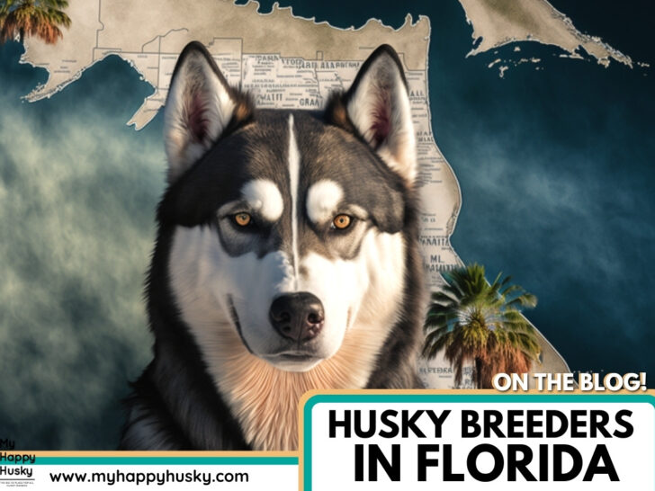 husky breeders in florida