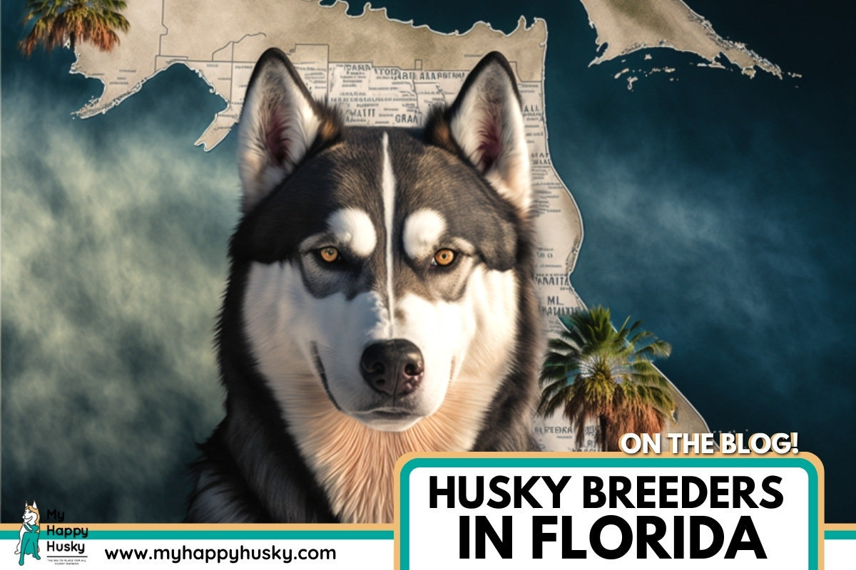 husky breeders in florida