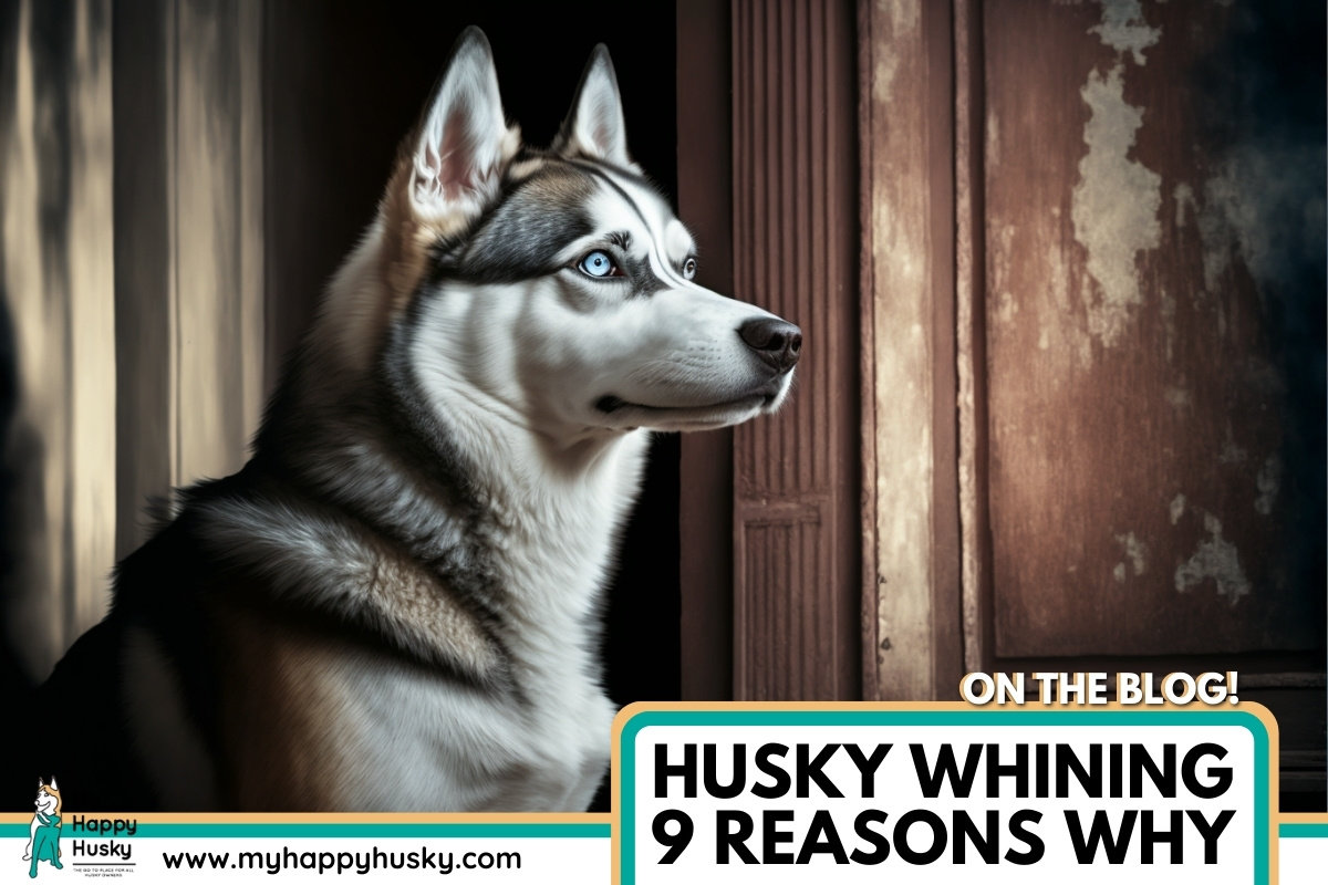 husky whining