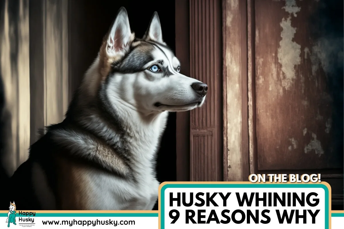 husky whining