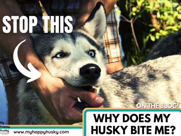 why does my husky bite me