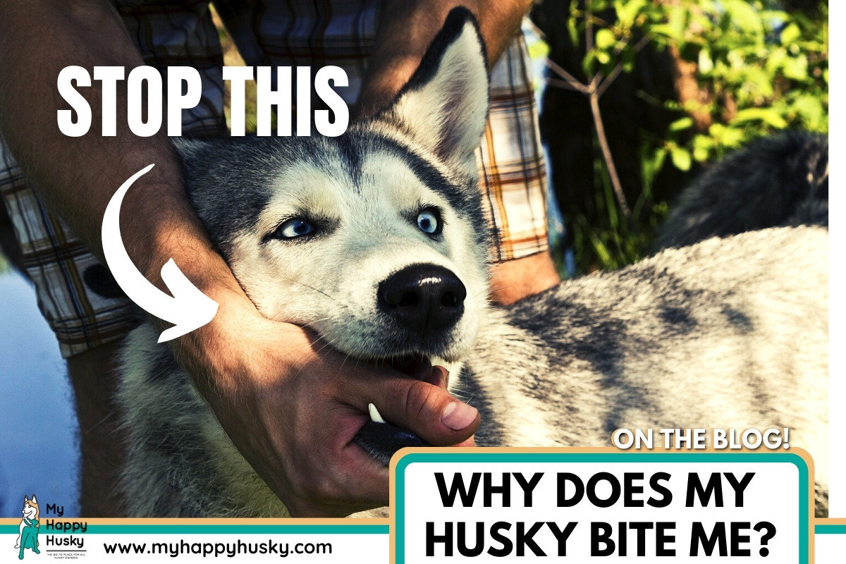 why does my husky bite me