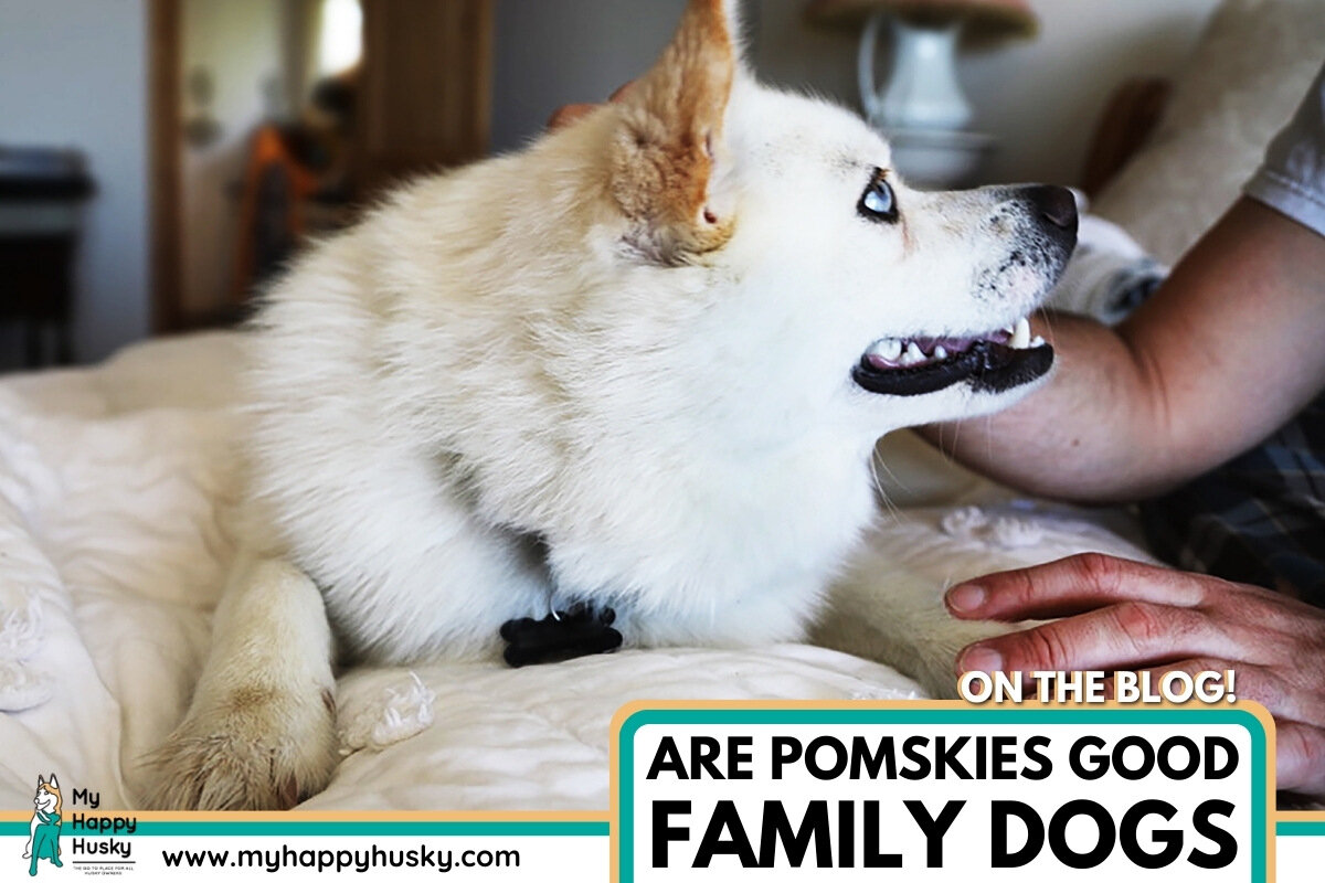 are pomskies good family dogs