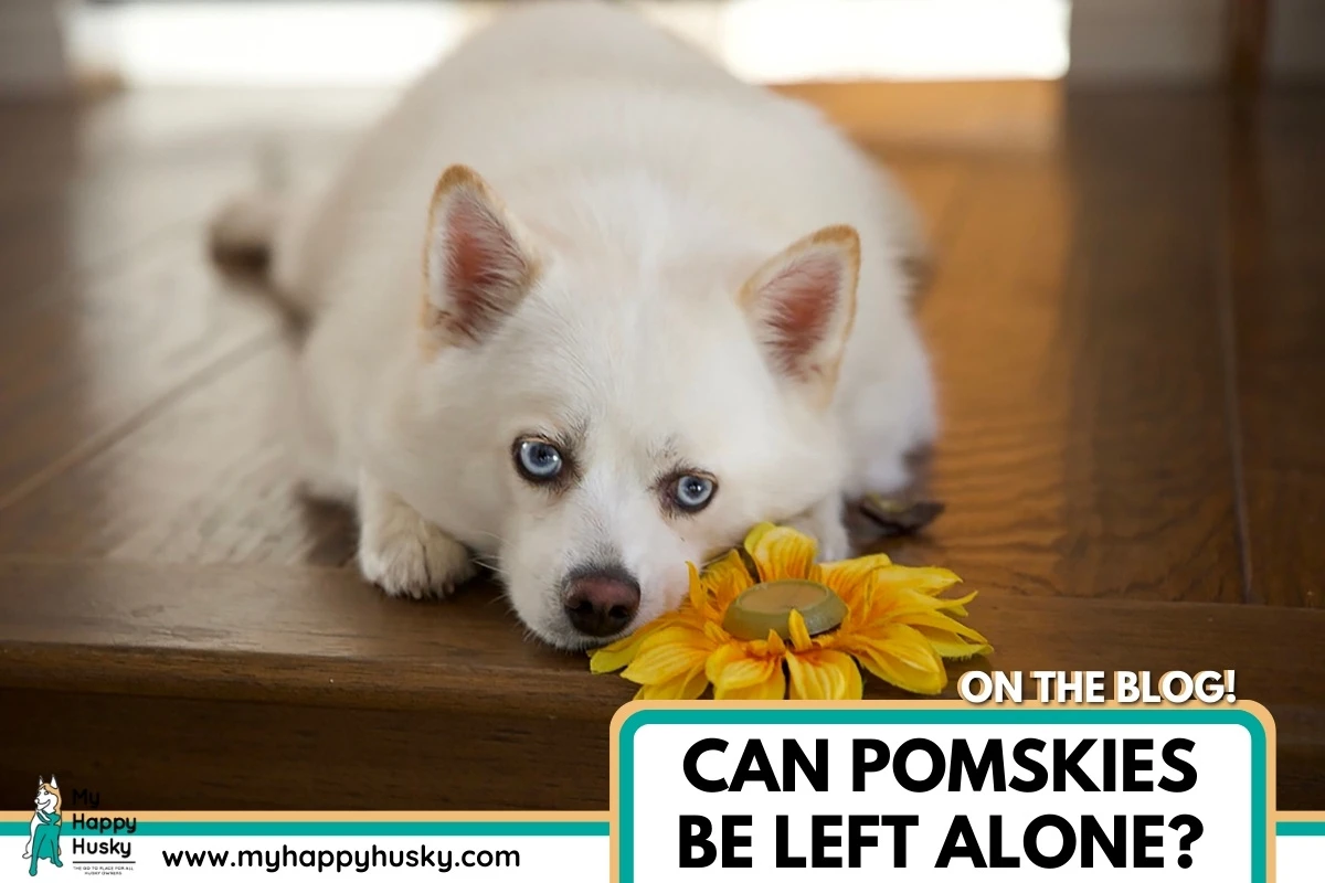 can pomskies be left alone