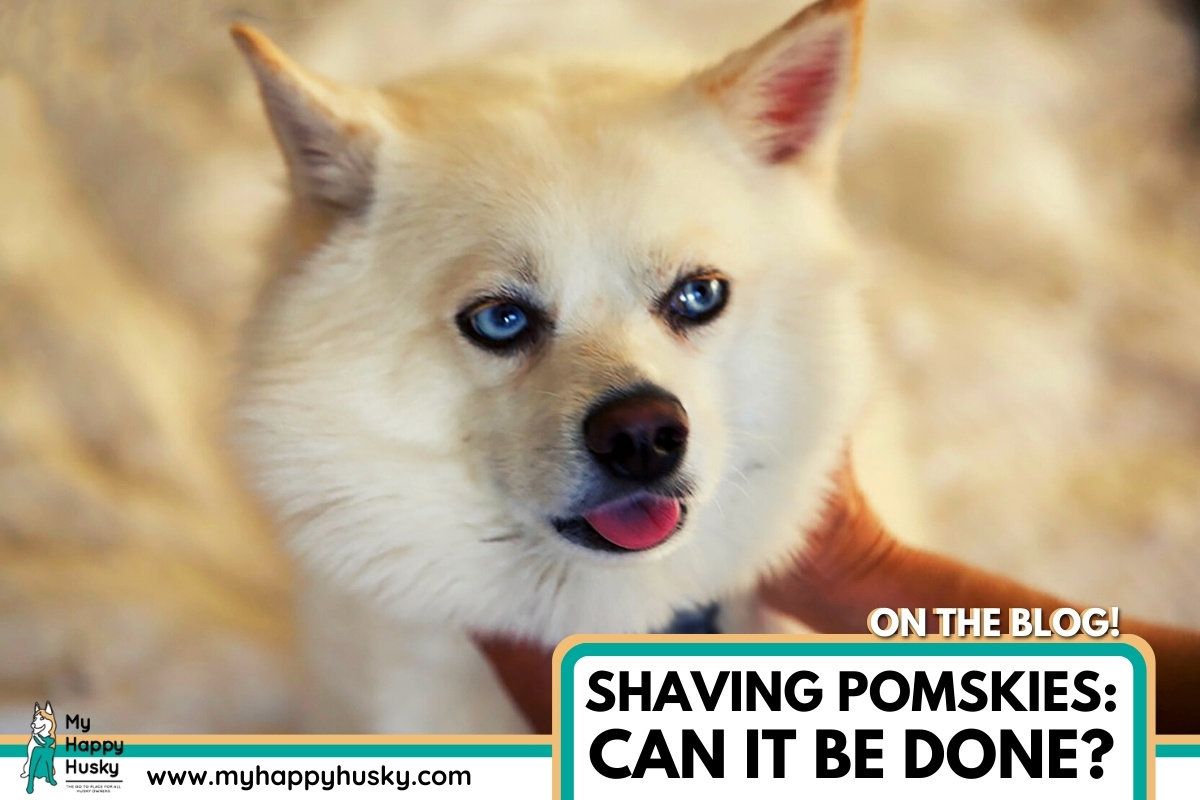 can pomskies be shaved