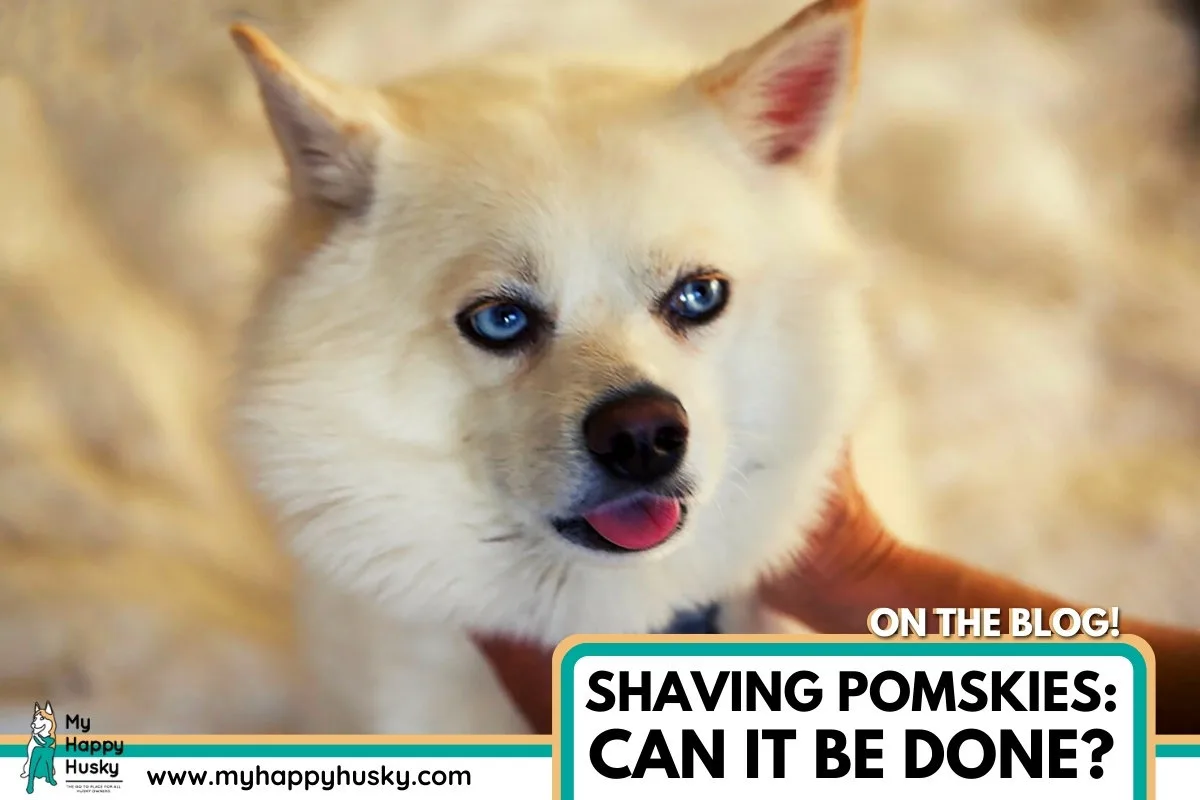 can pomskies be shaved