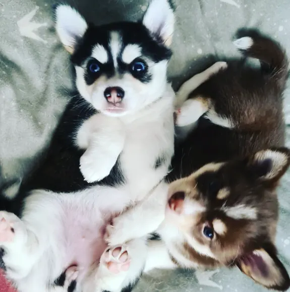 chi-husky puppy