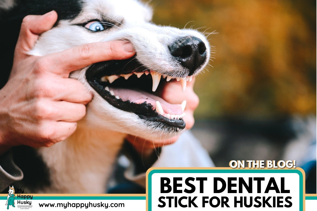 dental sticks for huskies