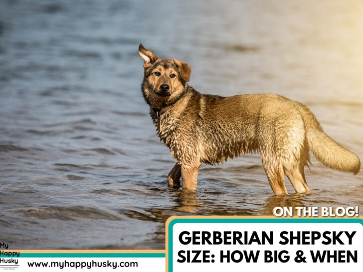 Gerberian shepsky sales growth chart