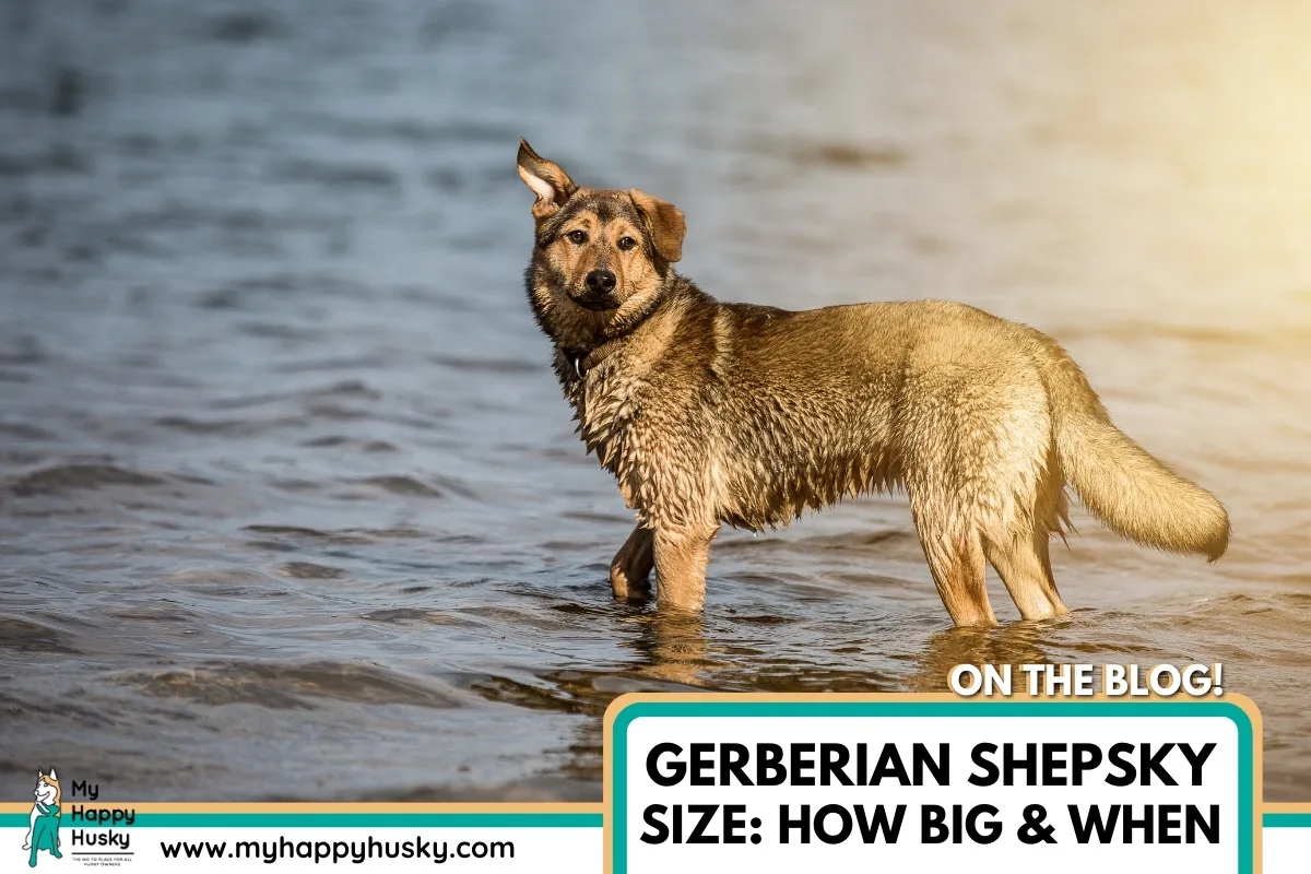 gerberian shepsky size