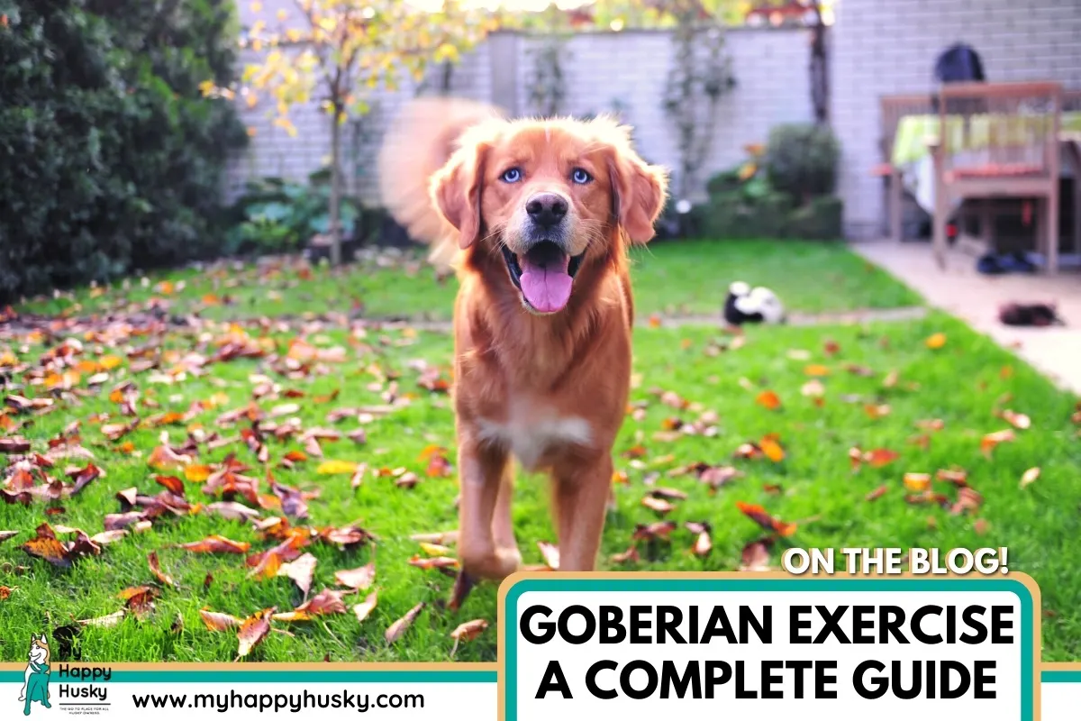 goberian exercise