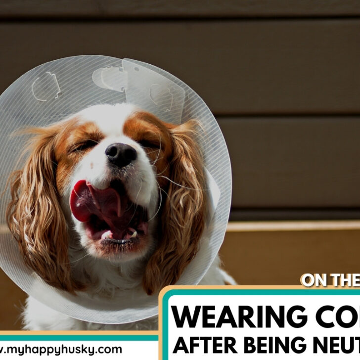 How Long Should a Puppy Wear a Cone After Being Neutered My Happy Husky
