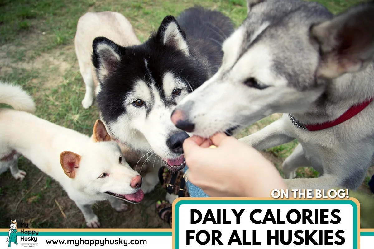 how many calories can huskies eat