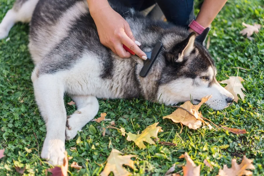 Husky being brushed with an undercoat rake