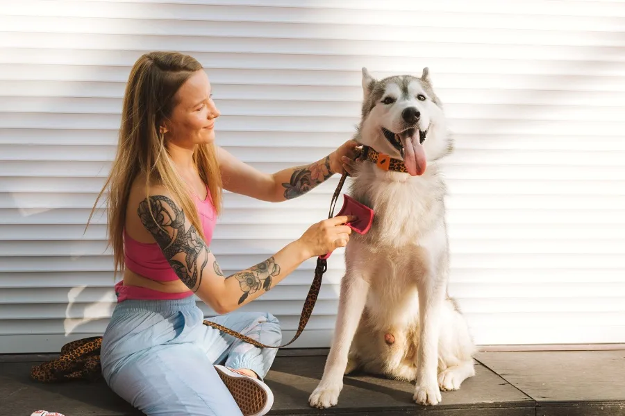 husky being brushed with a slicker brush