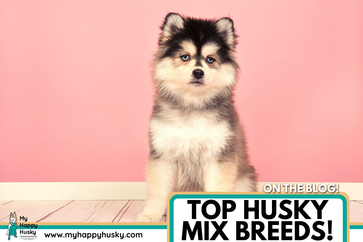 husky mix breeds