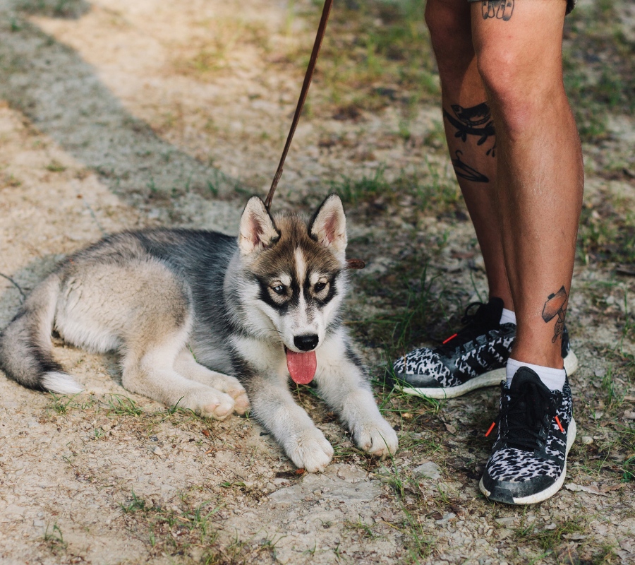 at what age should i start training my husky puppy