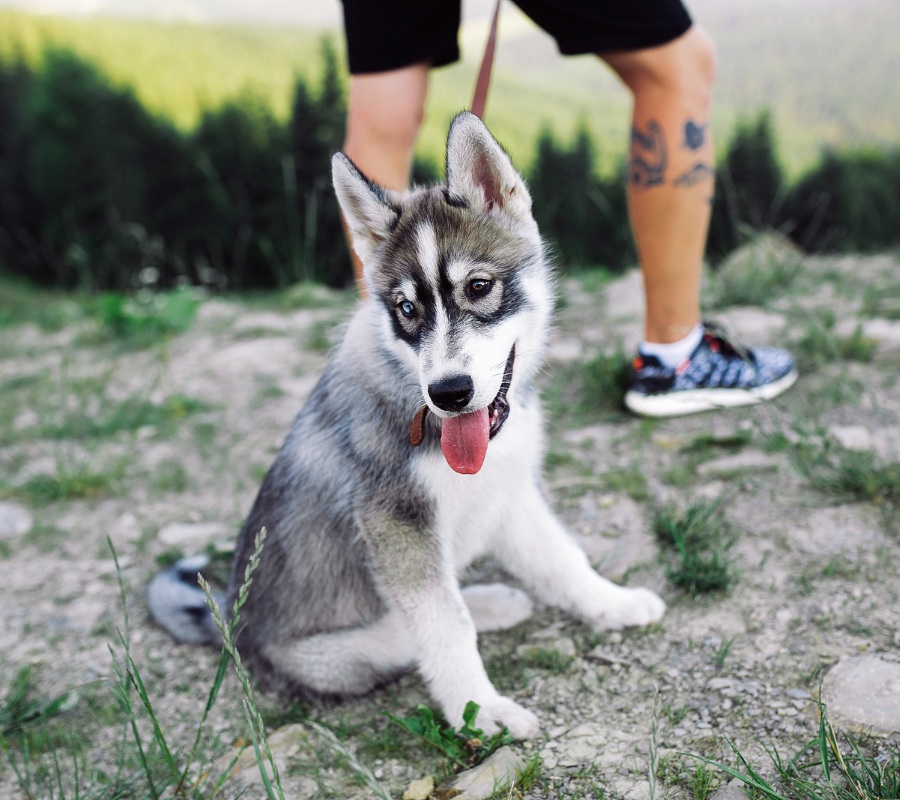 at what age should i start training my husky puppy