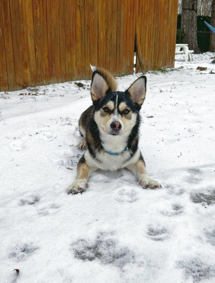 husky chihuahua mix