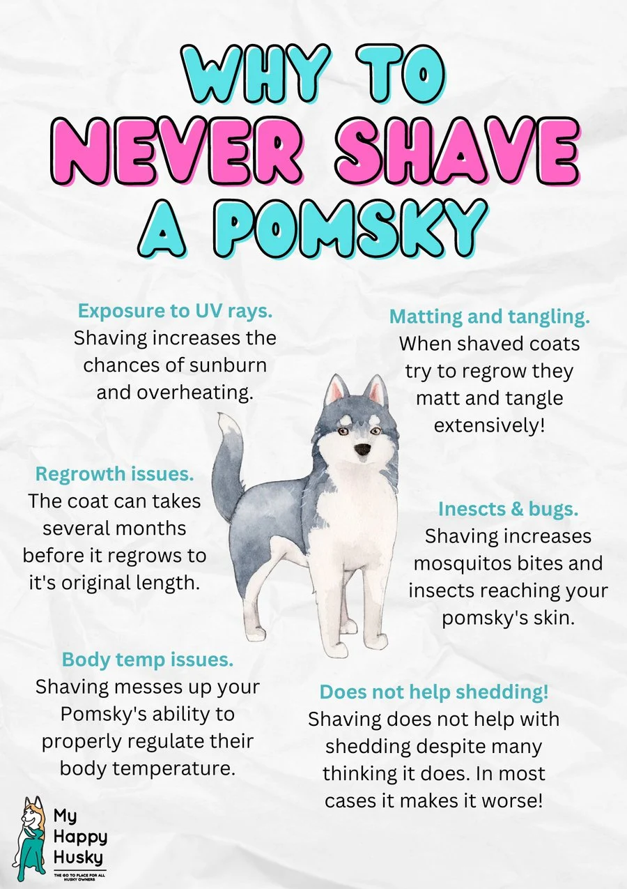 why pomsky should never be shaved