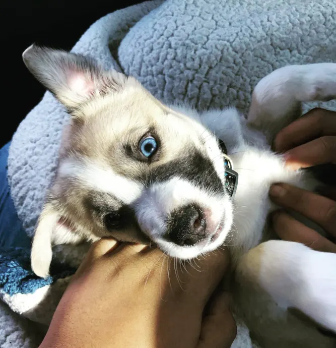 husky pitbull mix puppy