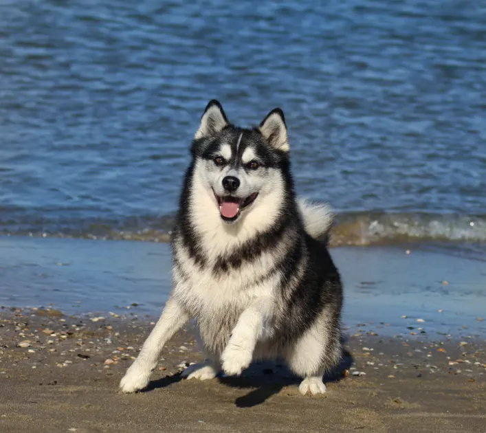 pomsky exercise at the beach